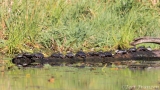 Painted Turtle (PT_IMG_3100_2400_Sgn