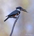 Belted Kingfisher