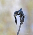 Belted Kingfisher