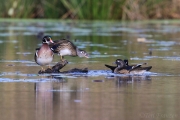 Wood Ducks