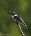 Belted Kingfisher