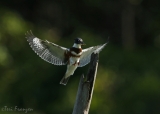 Belted Kingfisher