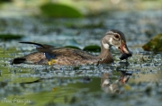 Wood Duck Drake