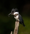 Belted Kingfisher