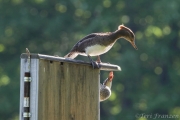 Hen wood duck chastising a hooded merganser who has taken a keen interest in the box.  I suspect brood parasitism.