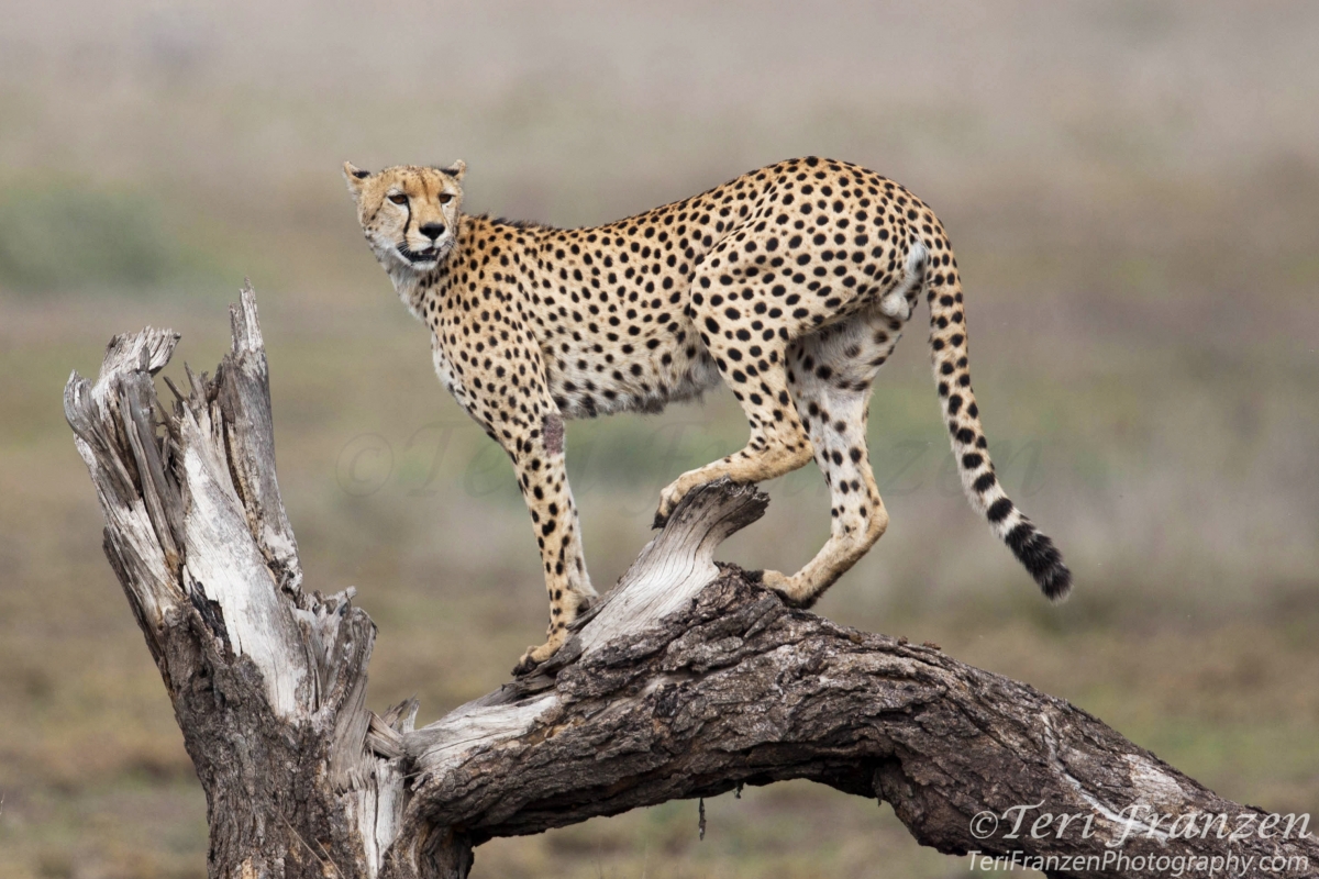 Injured Male Cheetah