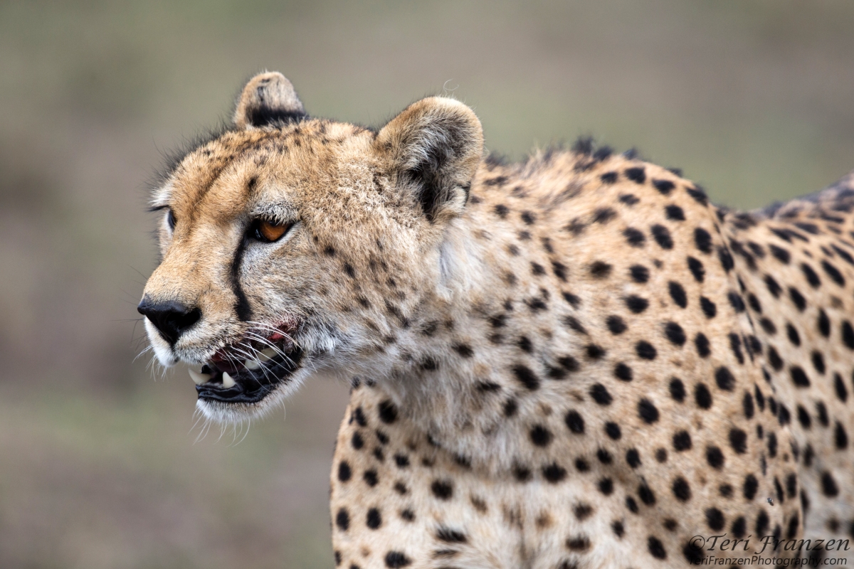 Injured Adult Cheetah