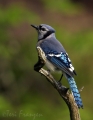 Blue Jay