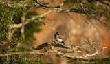 Blue Jay