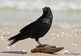 Fish Crow