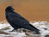 Common Raven