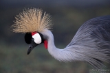 Grey Crowned Crane