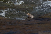 White-throated Dipper