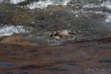 White-throated Dipper Diving