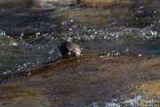 White-throated Dipper