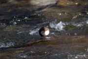 White-throated Dipper