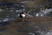 White-throated Dipper