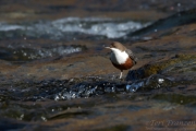 White-throated Dipper