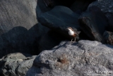 White-throated Dipper