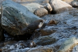 White-throated Dipper