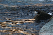 White-throated Dipper