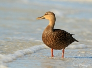 Mottled Duck