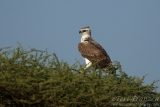 Martial eagle