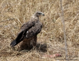 Tawny Eagle