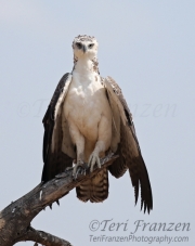 Martial eagle