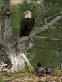 Bald eagles