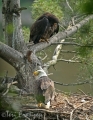 Bald Eagles