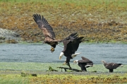 Bald Eagles