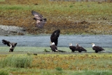 Bald Eagles