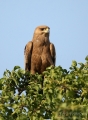 Tawny Eagle