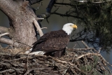 Nesting Bald Eagle