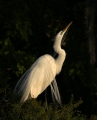 Preening Aigrettes at Sunrise