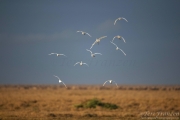 Cattle Egrets