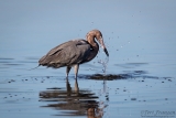 Reddish Egret