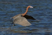 Reddish Egret