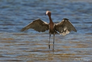 Reddish Egret