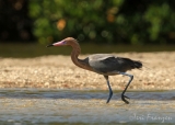 Reddish Egret