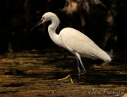 Snowy Egret