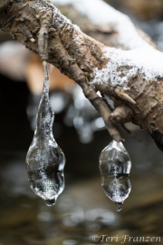 Tree ornaments decorated the forest