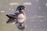 Drake wood duck in nuptial plumage