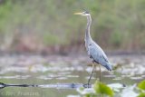 Great blue heron