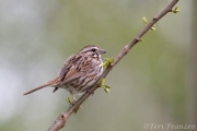 Song sparrows often serenaded me during my mornings at the pond