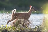 White-tailed deer often cross at the berm