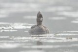 One hen hooded merganser that had taken a very strong interest in the box