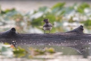 Hen hooded merganser