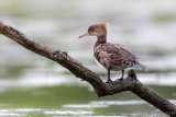 Hen hooded merganser, keeping tabs on the box